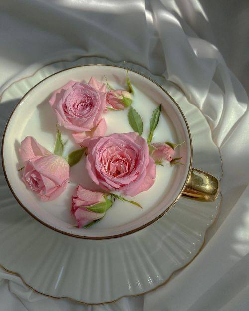 رز مینیاتور